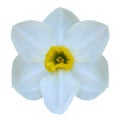 Jonquil flower.