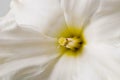 Jonquil narcissus. Macro shallow DOF