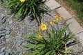 jonquil Narcissus yellow