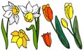 Jonquil and tulip on white isolated backdrop stock vector illustration