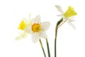 Jonquils Royalty Free Stock Photo