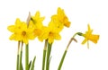 Jonquils Royalty Free Stock Photo