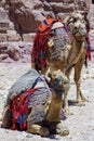 Jordan. Camels rest while waiting for tourists. Ancient rock-cut city of Petra. Petra is capital of Nabataean kingdom Royalty Free Stock Photo