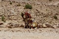 Jordan. Camels rest while waiting for tourists. Ancient rock-cut city of Petra. Petra is capital of Nabataean kingdom Royalty Free Stock Photo