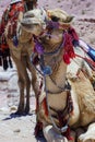 Jordan. Camels rest while waiting for tourists. Ancient rock-cut city of Petra. Petra is capital of Nabataean kingdom Royalty Free Stock Photo
