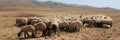 Jordan countryside sheep herd Royalty Free Stock Photo