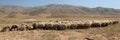Jordan countryside sheep herd in wild Royalty Free Stock Photo