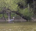 Big bird at Lake Jordan in North Carolina