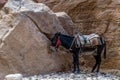 Donkey waiting for Tourist in the ancient city of Petra, Jordan Royalty Free Stock Photo