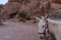 Donkey waiting for Tourist in the ancient city of Petra, Jordan Royalty Free Stock Photo