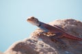 Jordan, Middle East, lizard, desert, animal Royalty Free Stock Photo