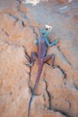 Jordan, Middle East, lizard, desert, animal Royalty Free Stock Photo