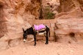 Jordan, Petra. Donkey as local transportation Royalty Free Stock Photo