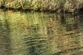 Jordan River Green Water Reflection Abstract Israel Royalty Free Stock Photo