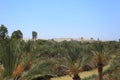 Jordan River, Palms & Jordan Landscape