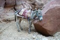 Jordan Travel, Petra, Donkey, Burro Royalty Free Stock Photo