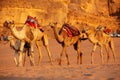 Caravan of camels in Wadi Rum desert, Jordan Royalty Free Stock Photo