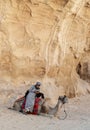 A Jordanian Camel Guide using his cell phone with camel at Petra, Jordan Royalty Free Stock Photo