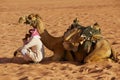 Jordanian man wearing traditional dress sits on the sand in the desert next to his camel in Wadi Rum, Jordan.