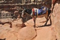 Jordanien Donkey at Petra Royalty Free Stock Photo
