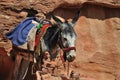 Jordanien Donkey at Petra Royalty Free Stock Photo