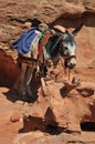 Jordanien Donkey at Petra Royalty Free Stock Photo