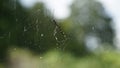 Joro Spider (Trichonephila Clavata) on the Web