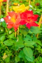 Joseph`s Coat Climbing Rose Royalty Free Stock Photo