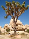 Joshua Tree Royalty Free Stock Photo