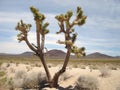 Joshua Tree Royalty Free Stock Photo