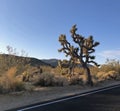 Joshua tree along the road in Joshua Tree National Park Royalty Free Stock Photo