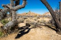 Joshua Tree Arched Over the Sand