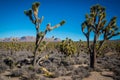 Joshua tree in Arizona forest park USA Royalty Free Stock Photo