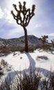 Joshua Tree Royalty Free Stock Photo