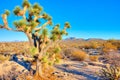 Joshua Tree