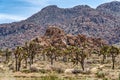 Joshua Tree California landscape in mojave desert with Joshua trees and rocks Royalty Free Stock Photo