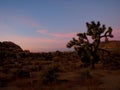 Joshua Tree California at Sunset