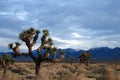 Joshua Tree cloudscape in Southern California high desert near Littlerock California