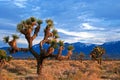 Joshua Tree cloudscape in Southern California high desert near Palmdale and Lancaster Royalty Free Stock Photo