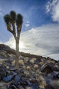 Joshua tree, death valley, ca Royalty Free Stock Photo