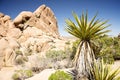 Joshua Tree Desert Royalty Free Stock Photo