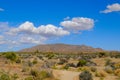 Joshua Tree Desert Royalty Free Stock Photo