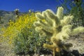 Joshua Tree Desert in bloom, Springtime, CA Royalty Free Stock Photo