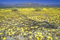 Joshua Tree Desert in bloom, Springtime, CA Royalty Free Stock Photo