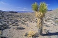 Joshua Tree Desert in bloom, Yucca plants, Springtime, CA Royalty Free Stock Photo