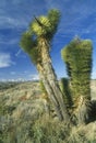 Joshua Tree Desert in bloom, Yucca plants, Springtime, CA Royalty Free Stock Photo