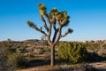 Joshua tree in the desert landscape of the Mojave Desert