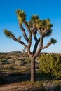 Isolated Joshua tree in the desert landscape of the Mojave Desert
