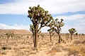 Joshua Tree