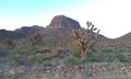 Joshua Tree Desert Landscape at Sunset Royalty Free Stock Photo